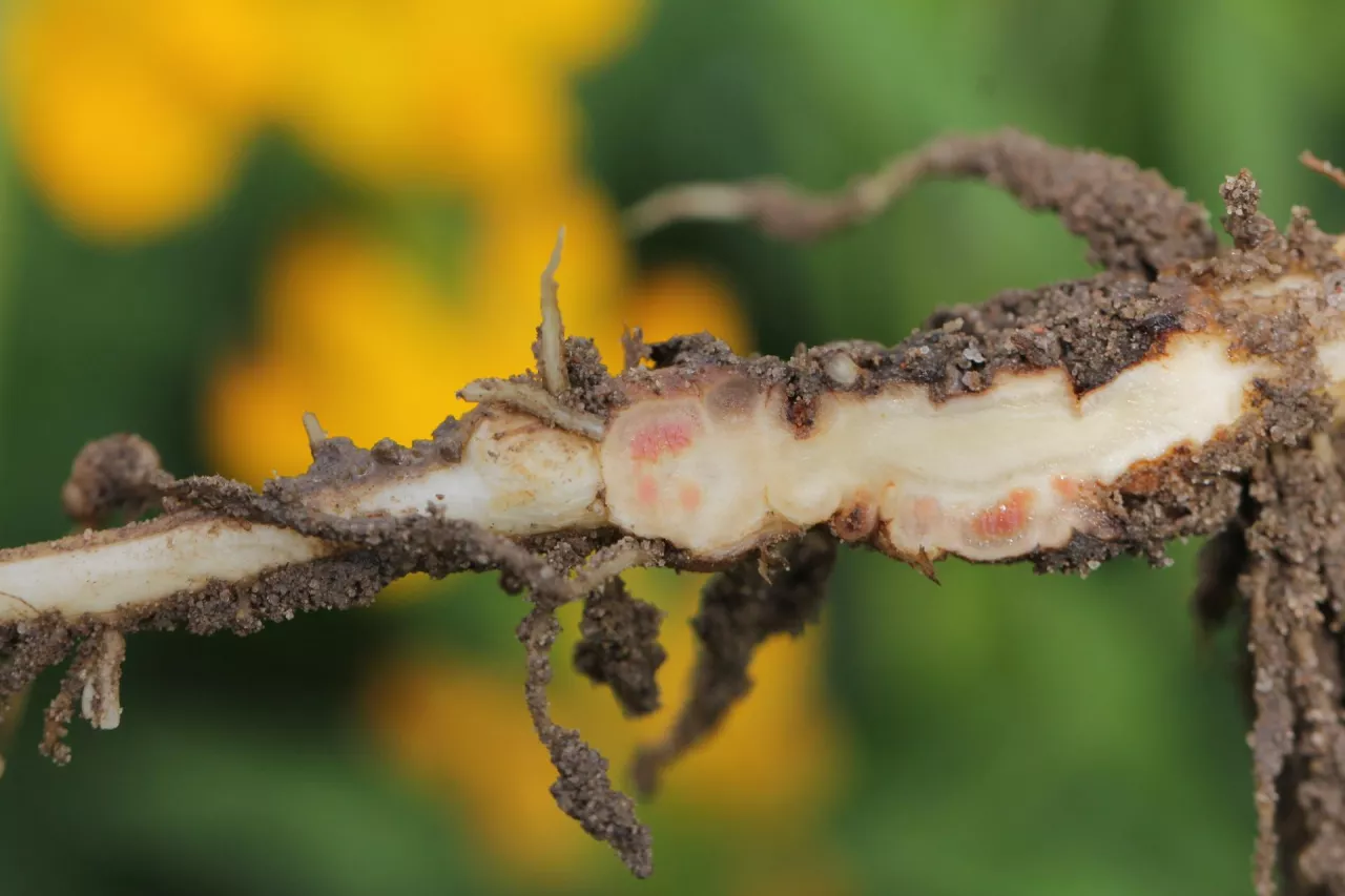 Korzeń łubinu żółtego z przekrojem brodawek
