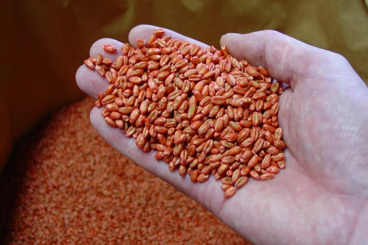 zaprawy, zaprawianie zboża, zaprawy nasienne