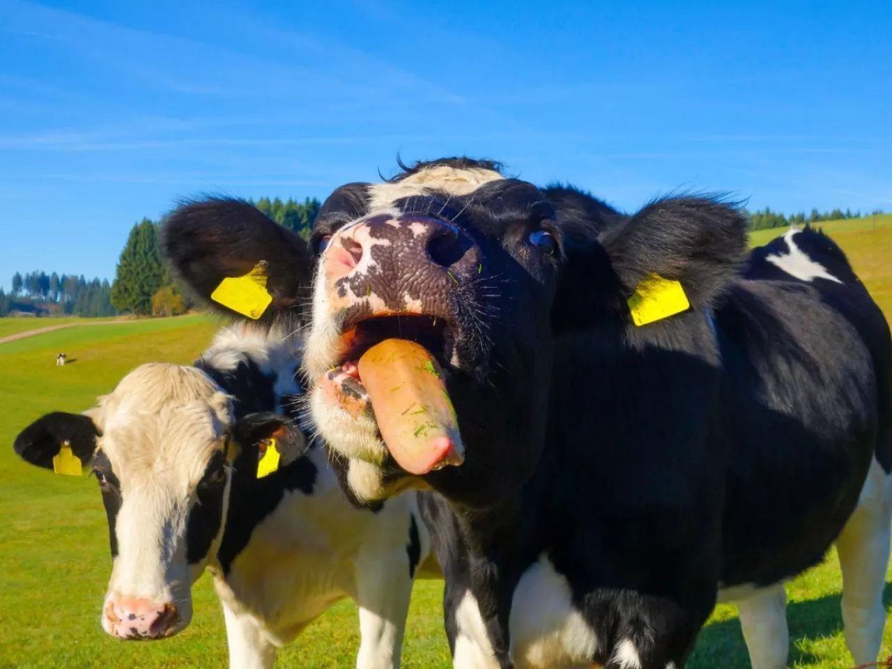 Choroba niebieskiego języka
