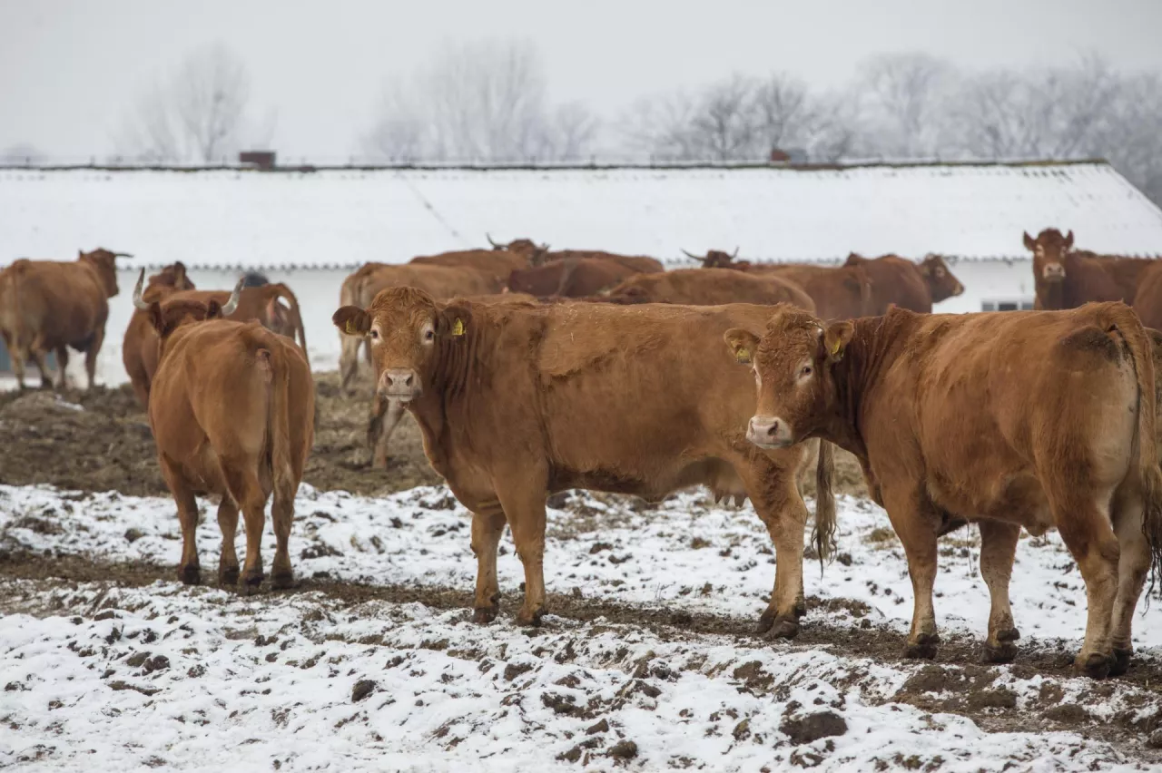 Bydło mięsne rasy limousine na pastwisku zimą