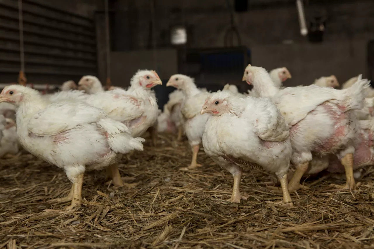 Kury nioski w kurniku na ściółce