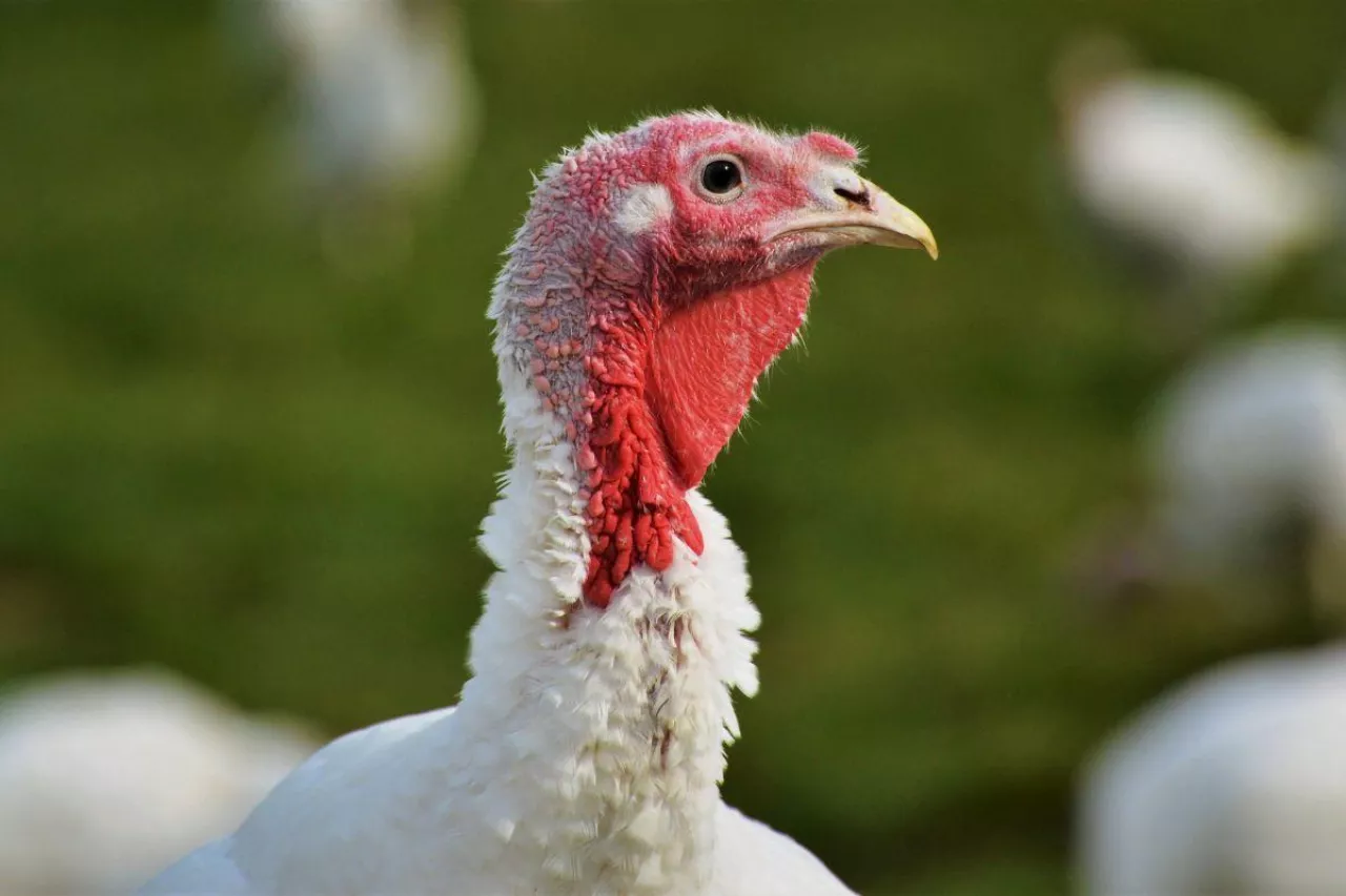 Grypa ptaków uderza na Warmii. Ponad 10 tys. indyków padło pod Iławą