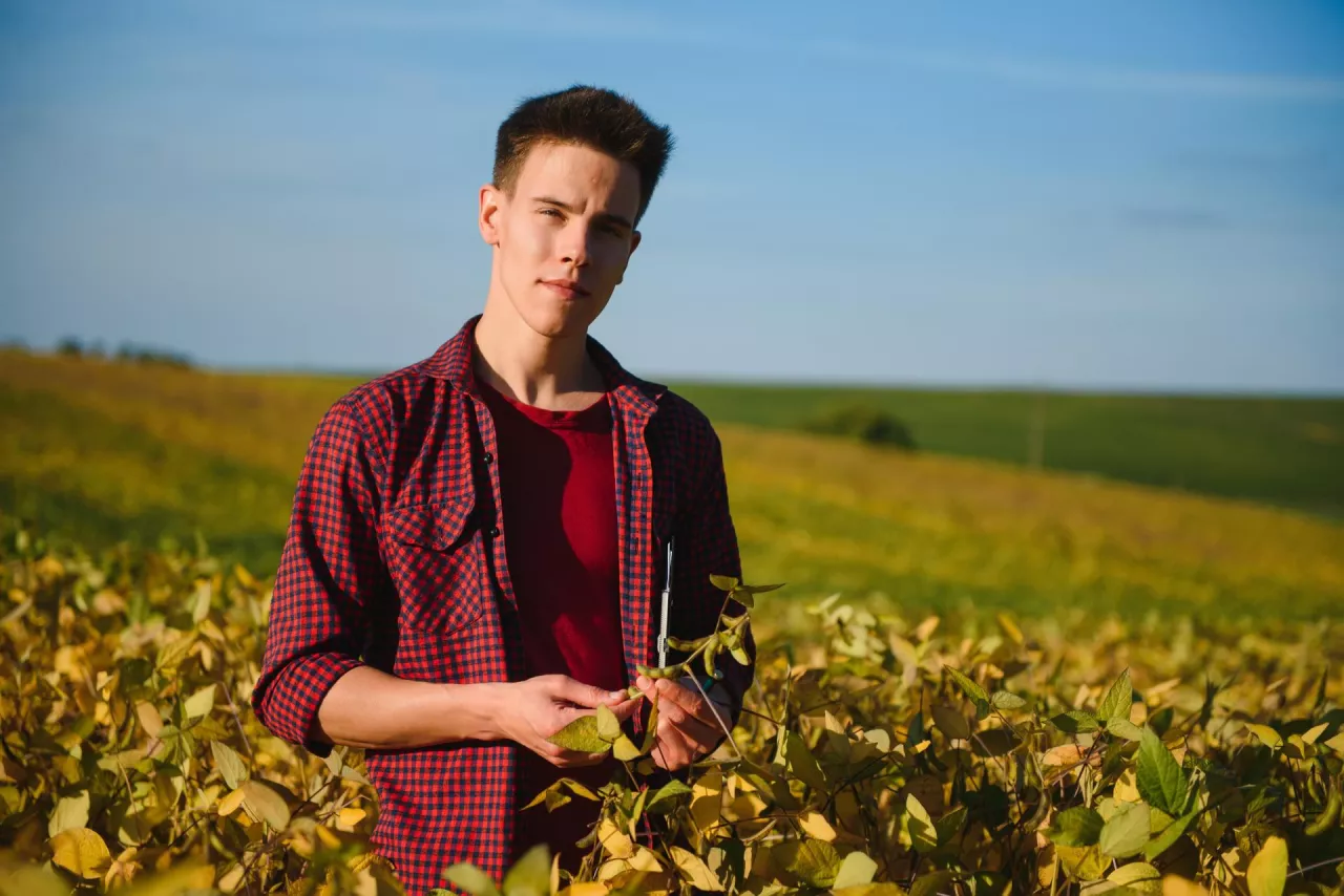 Agronomist inspecting soya bean crops growing in the farm field. Agriculture production concept. young agronomist examines soybean crop on field in summer. Farmer on soybean field