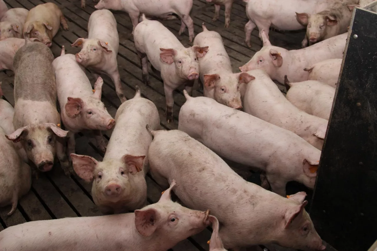 Pogłowie świń w Polsce liczy ok. 9 mln sztuk, wykazując w tym zakresie kolejne spadki 