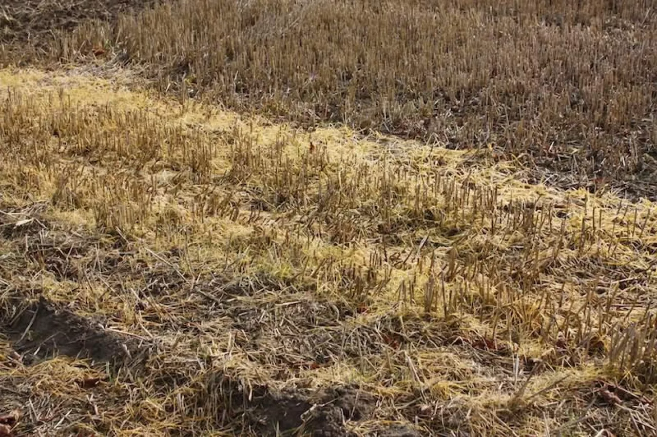 oprysk, oprysk pola, glifosat, herbicydy