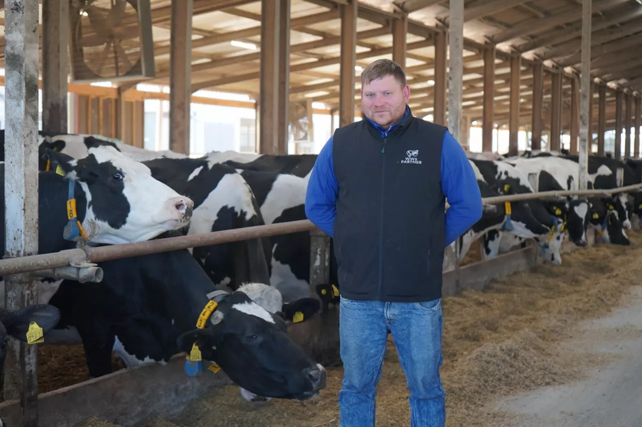 Marcin Maślanka stojący obok jedzących krów