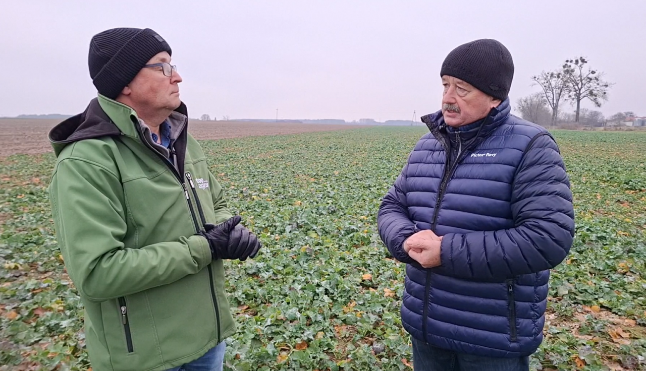 Film Czubiński Łykowski pole rzepak