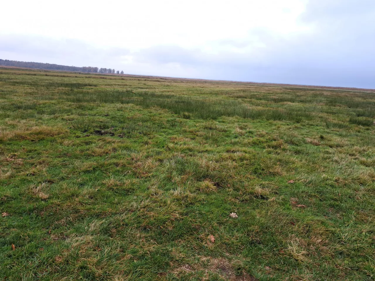 Od tgeo roku ronicy, którzy zostali zobligowani do realizacji wymogów normy GAEC 2 dotyczącej ochrony torfowisk i obszarów podmokłych, mogą korzystać z dobrowolnego wsparcia w ramach interwencji rolno-środowiskowo-klimatycznych 