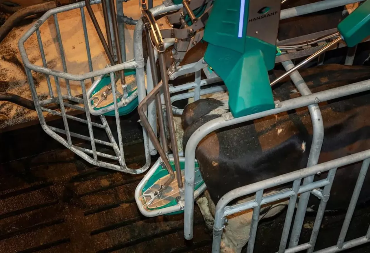 CowToilet - toaleta dla krów ograniczająca emisję amoniaku zadebiutuje na targach Lamma w Bigmingham.