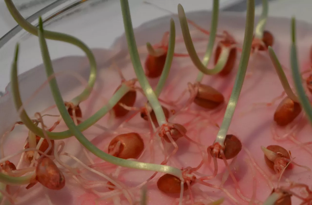 Jak sprawdzić, czy ziarno nadaje się do siewu? Prosty test kiełkowania krok po kroku