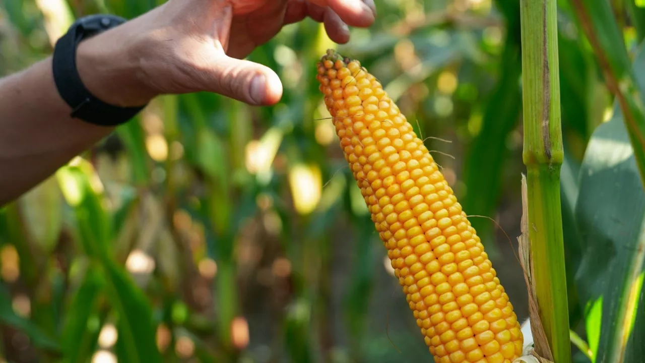 Liczba FAO, a sukces uprawy kukurydzy