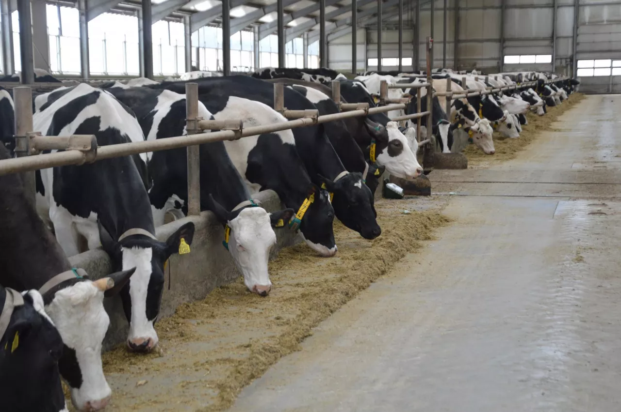 krowy mleczne w oborze
