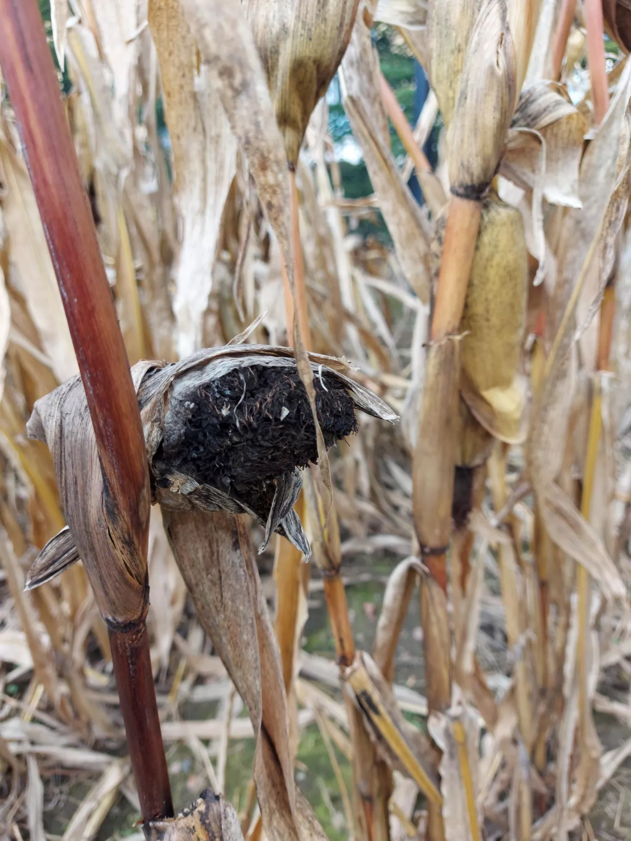 Głownia pyląca kukurydzy