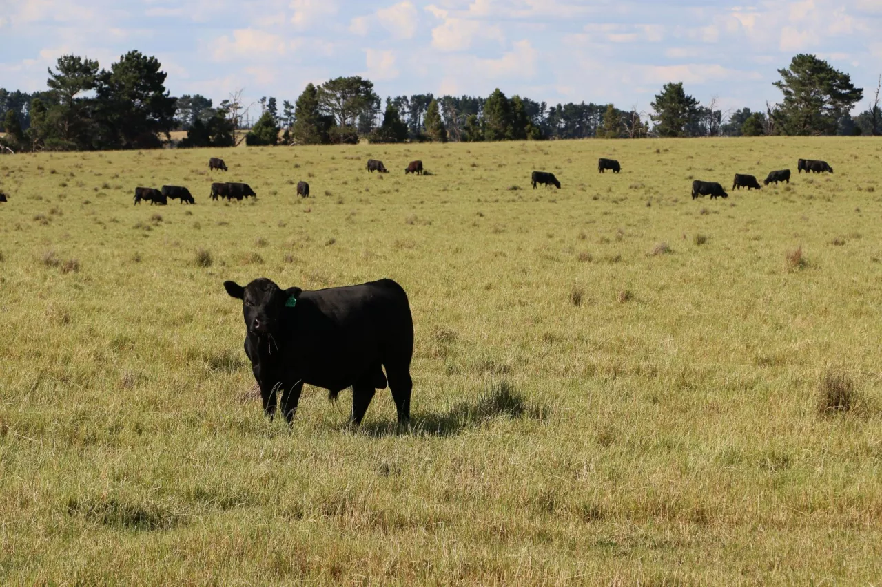 Australia bydło mięsne Black Angus 