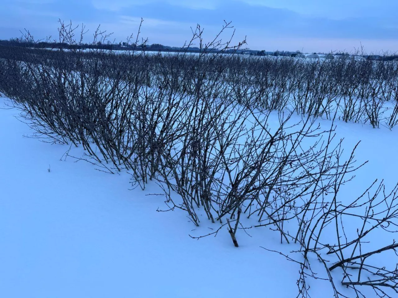 Krzewy okryte szczelnie śniegiem