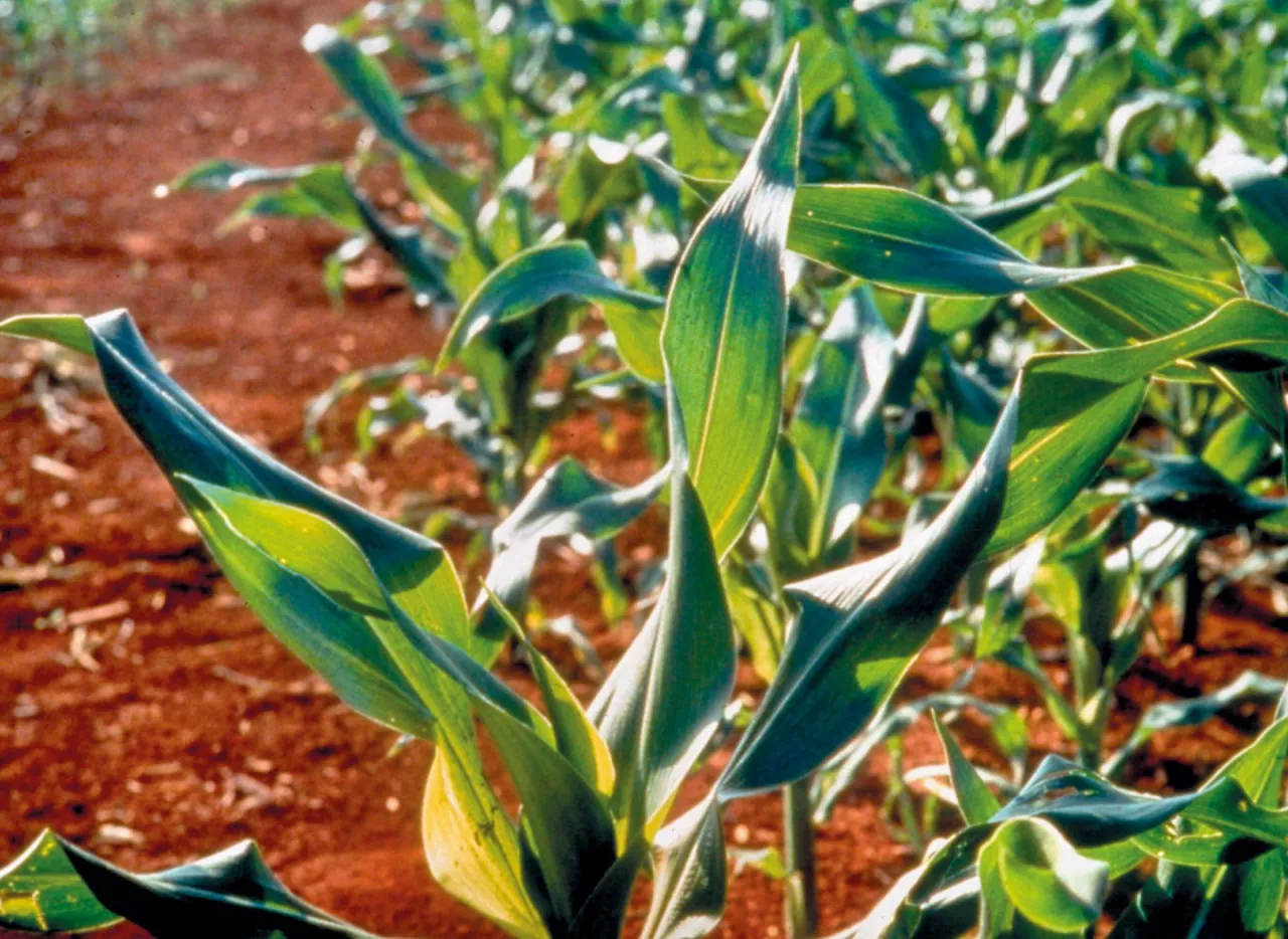 Niedobór miedzi w kukurydzy – zwijanie, bielenie i zamieranie liści