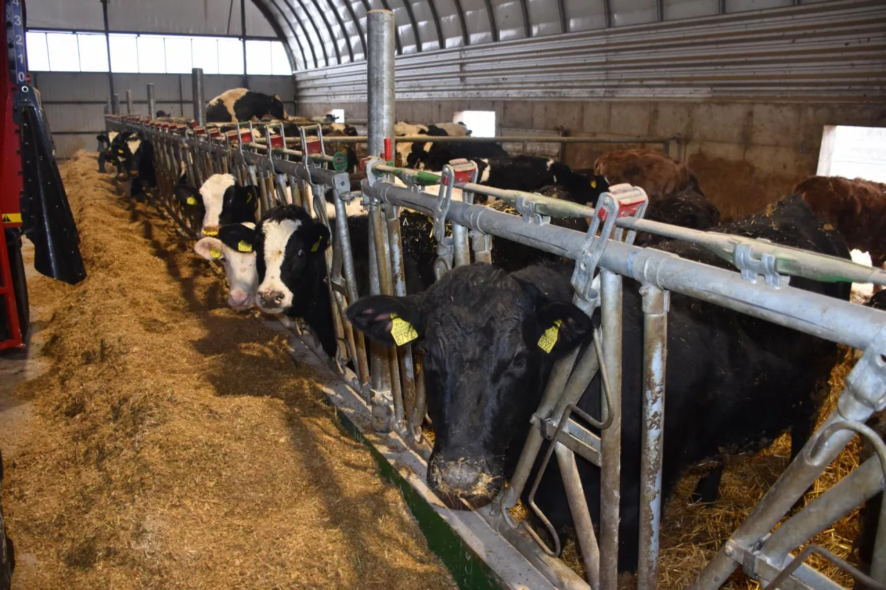 Obiekt został wyposażony w zatrzaskowe drabiny paszowe, które ułatwiają obsługę zwierząt i poprawiają bezpieczeństwo