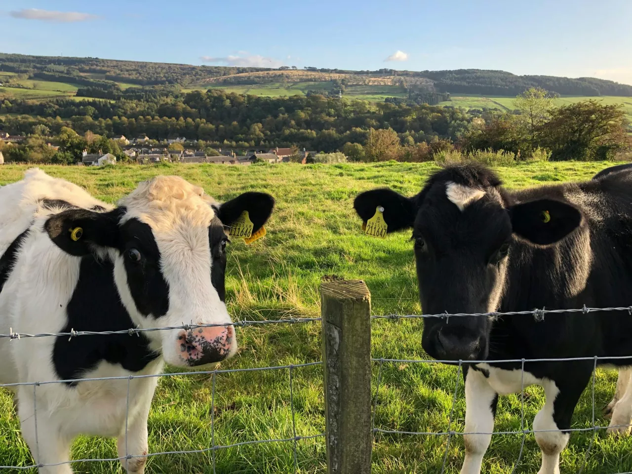Jałówki na pastwisku