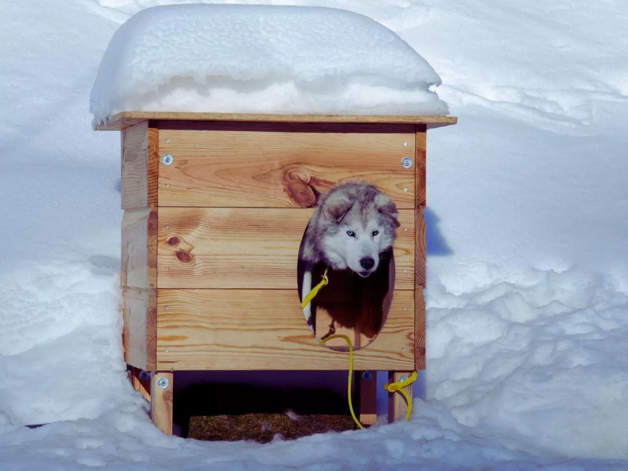 Zostawiasz psa na mrozie? To może być łamanie prawa
