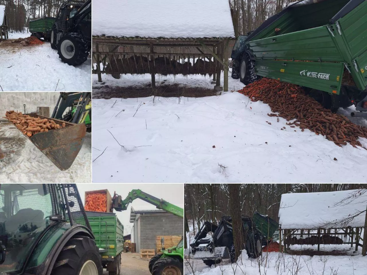 Oddał 5 ton marchwi. Tak rolnik pomógł zwierzętom w mrozy