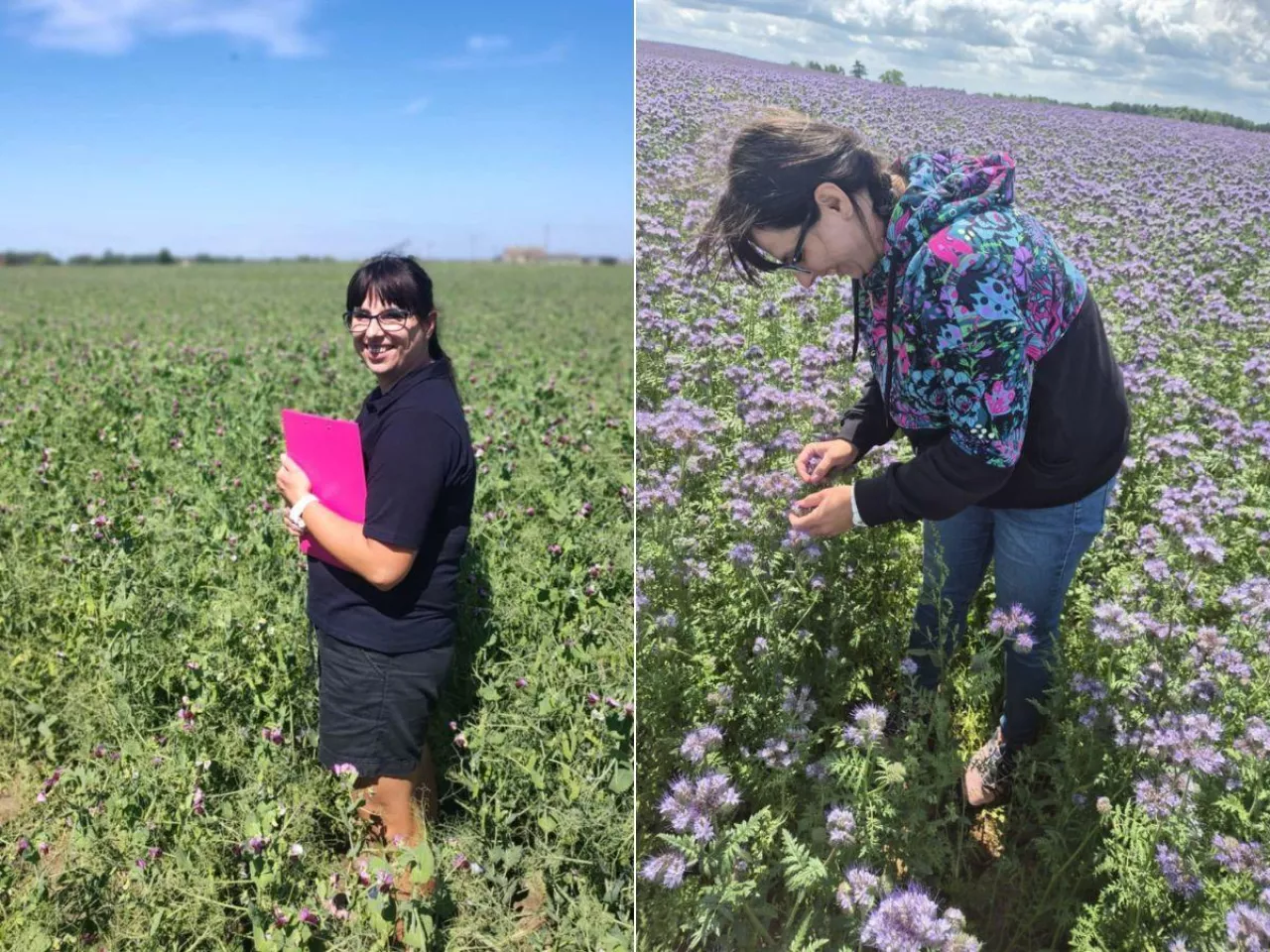 Wsiewki w uprawy jare. Jeden siew, dwa plony i korzyści dla gospodarstwa