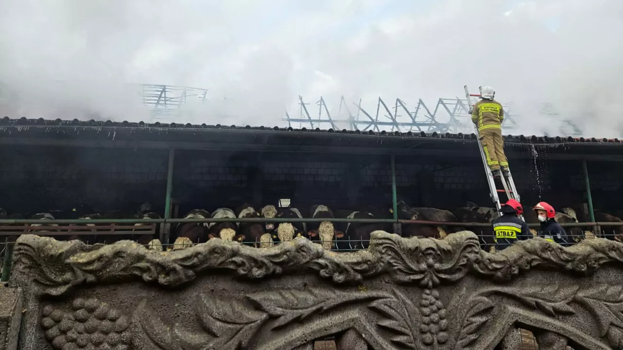 strażak na drabinie gasi dach stodoły w której znajdują się krowy