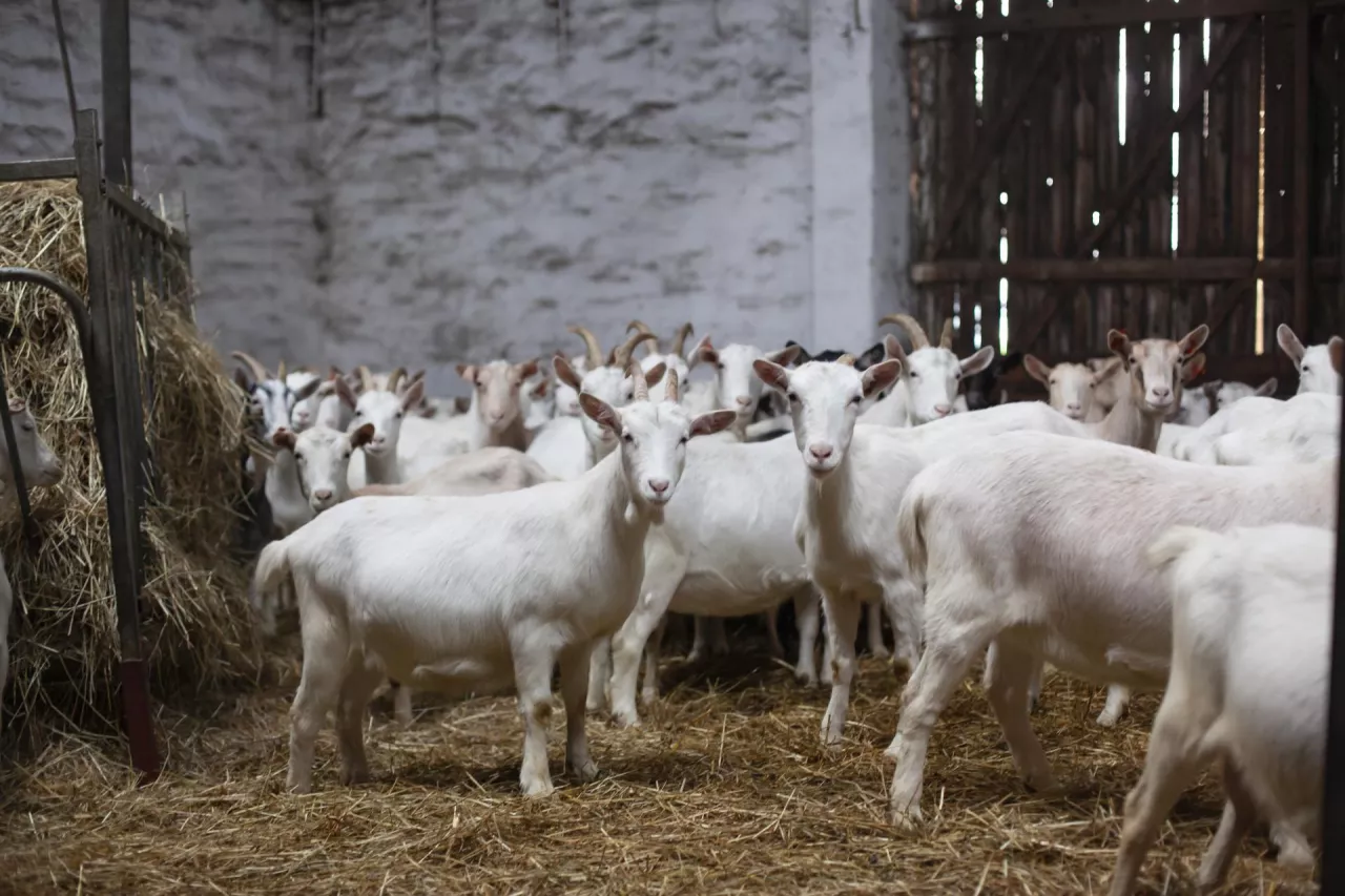 Kozy w koziarni z podłogą wyścieloną słomą