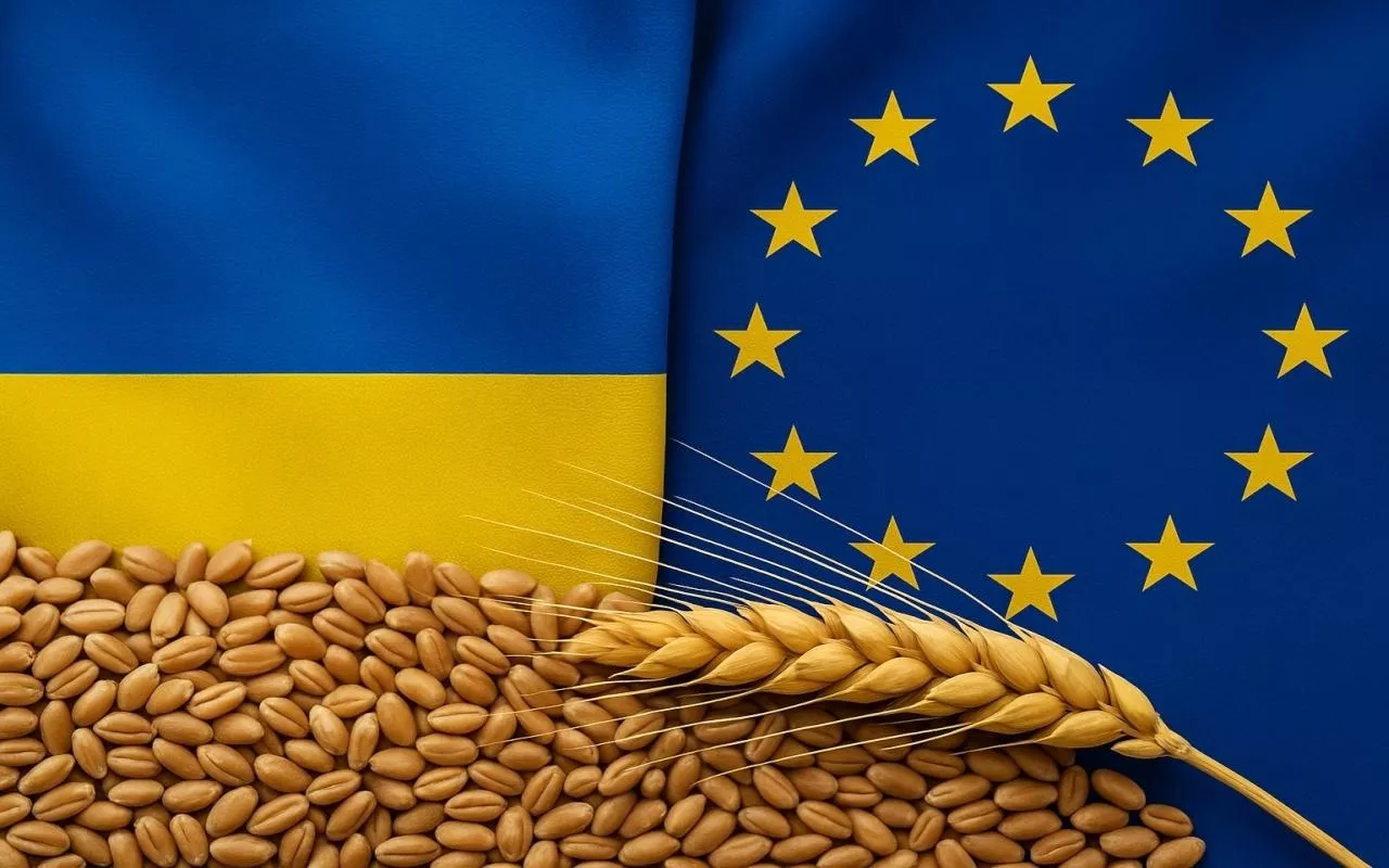 Flagi Ukrainy i UE z ziarnami zboża - symbol handlu produktami rolnymi