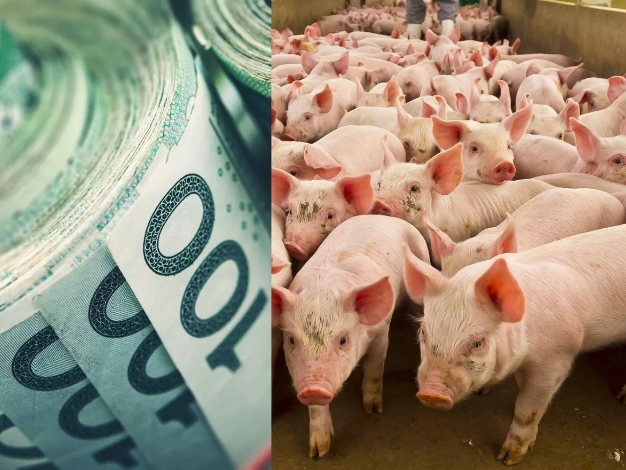 Dotacje na świnie z KPO zagrożone. ARiMR wydłuży termin?