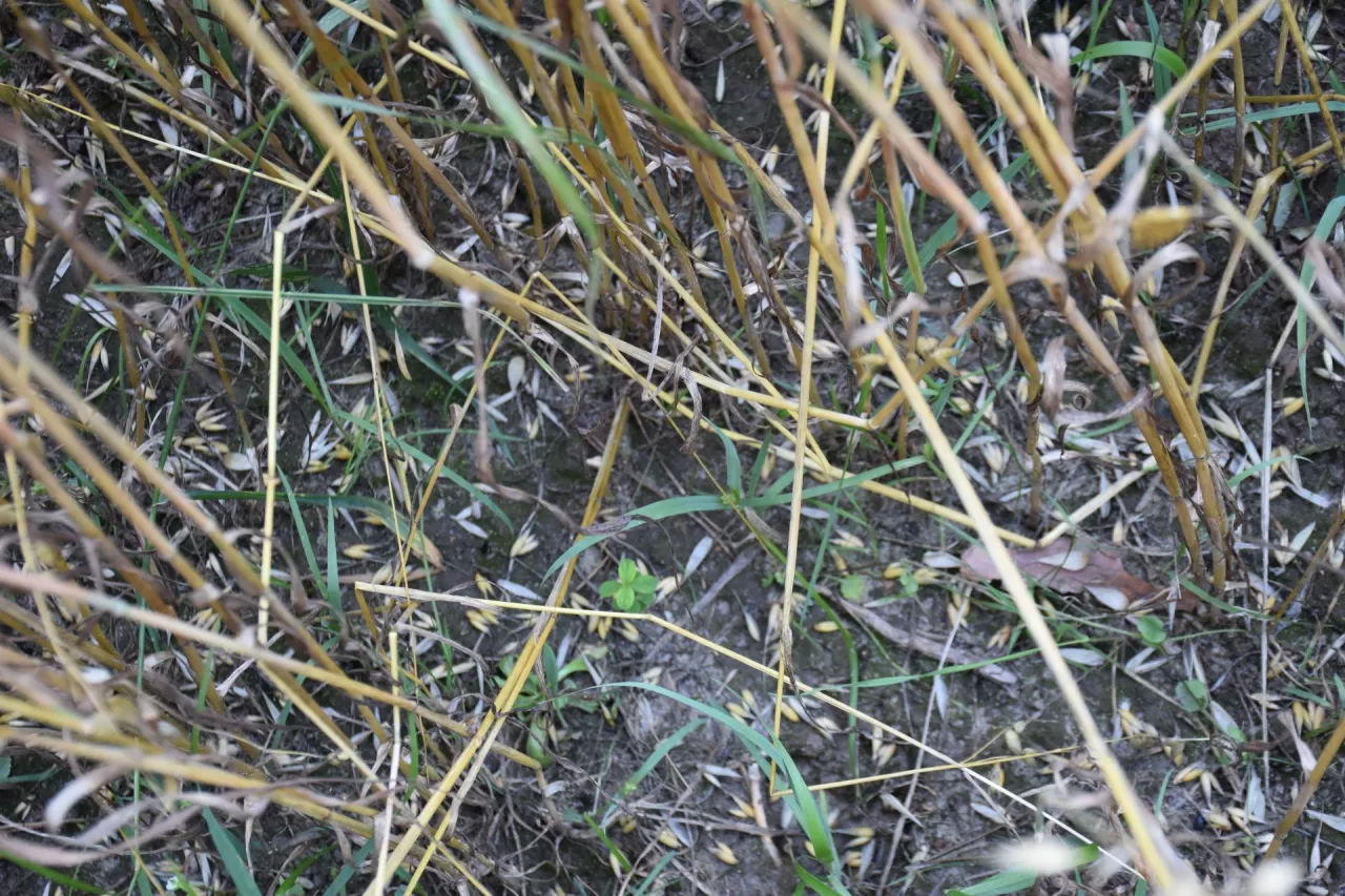 gradobicie, zniszczone uprawy, straty w uprawach