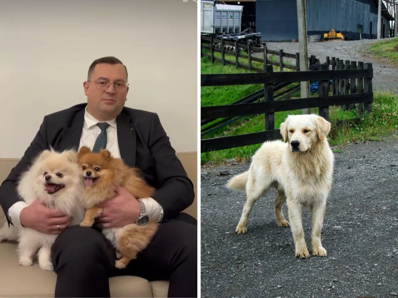 Rejestr psów i kotów coraz bliżej