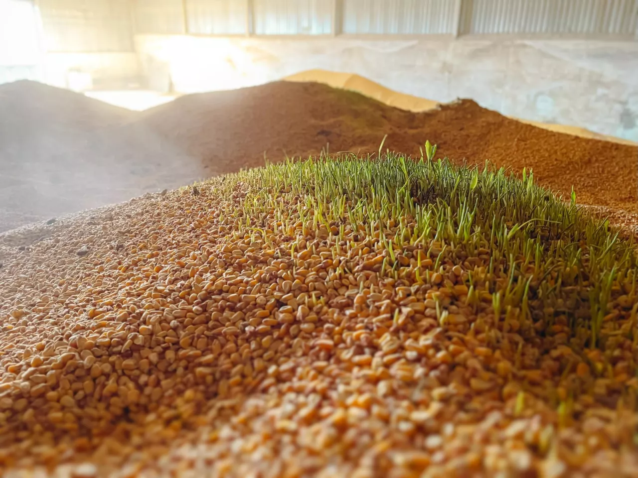 Porośnięte ziarno w silosie