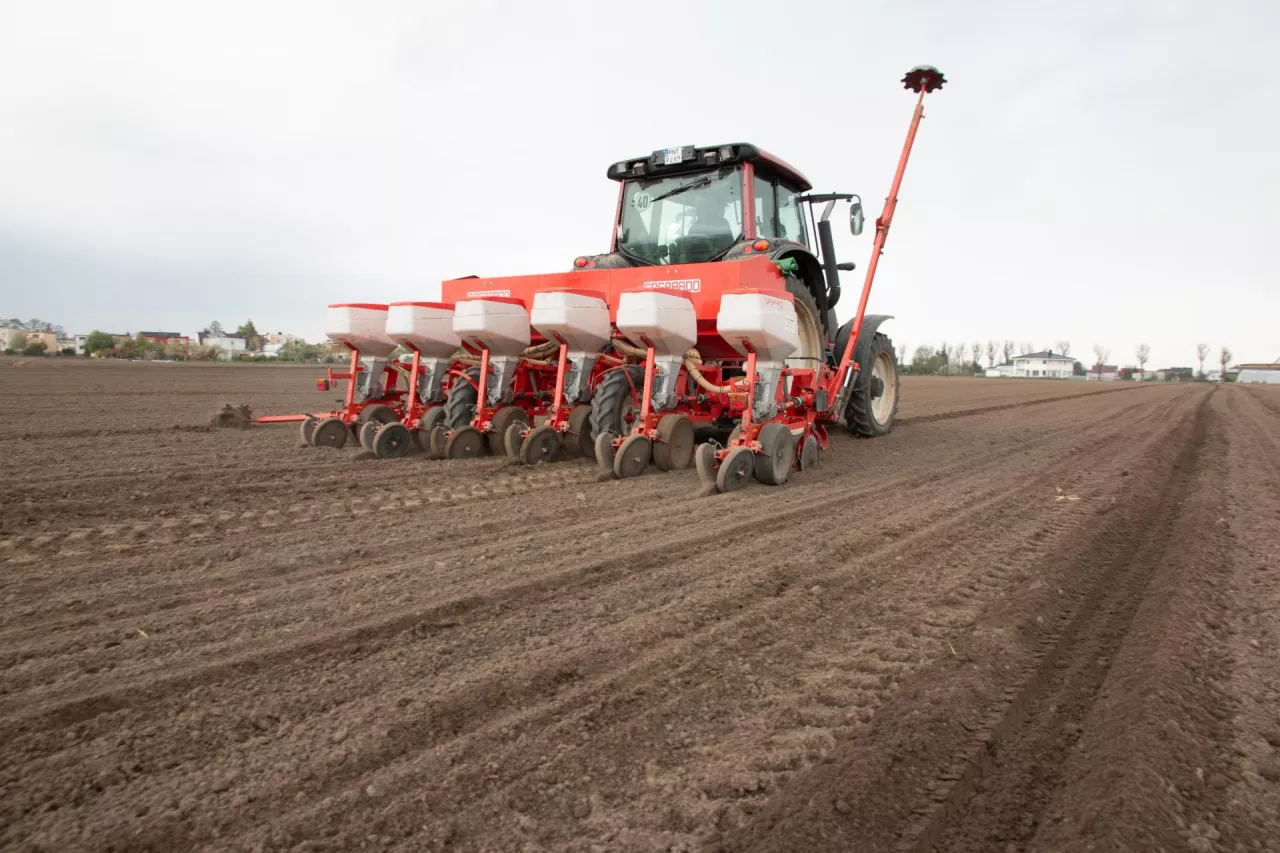 kukurydza siew, nawożenie, azot