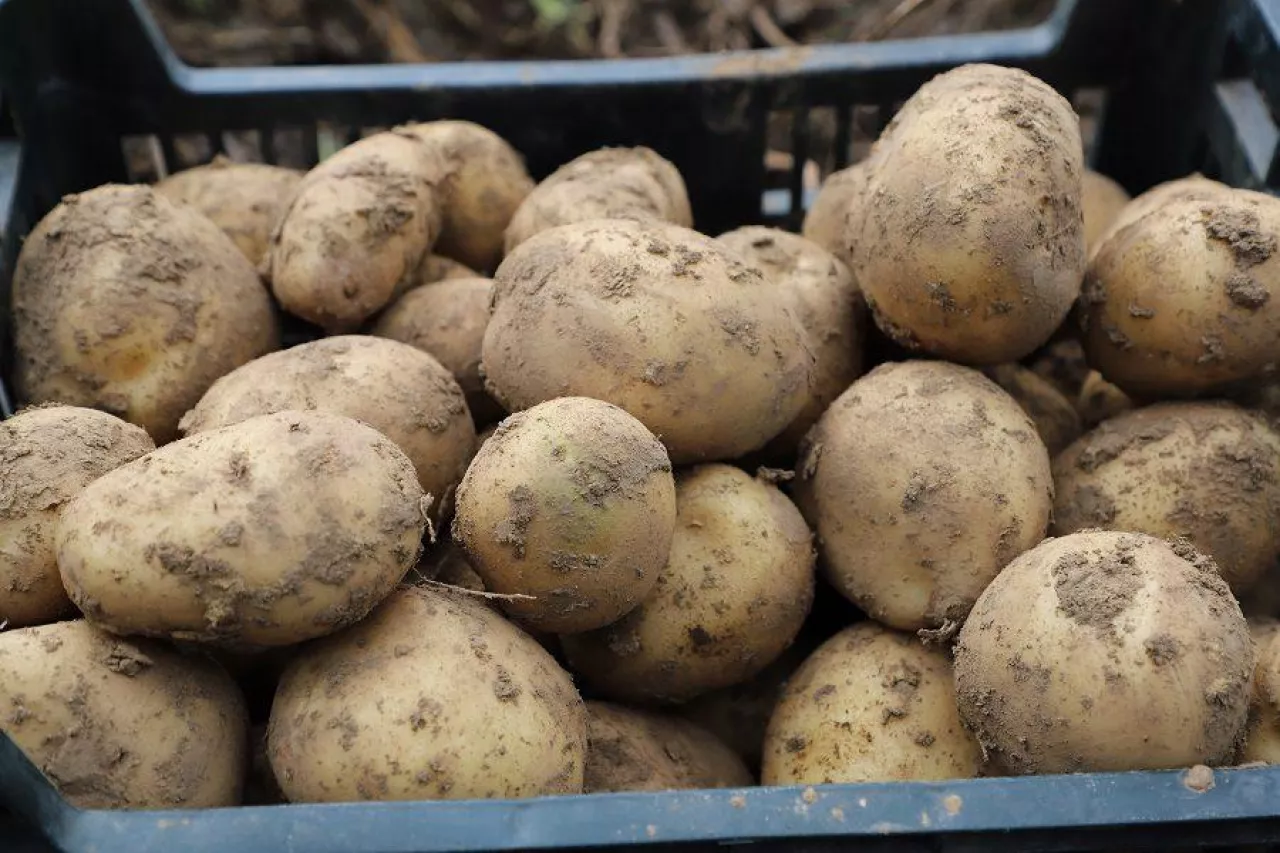 ziemniaki, ceny ziemniaka