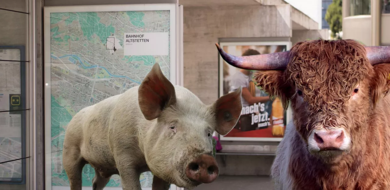 Jeżeli pomysły z Amsterdamu podchwycą inne miasta w Europie,  produkcja zwierzęca znajdzie się pod ostrzałem