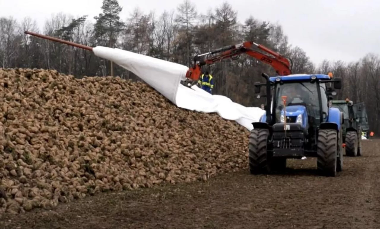 Cena buraków w dół nawet o 50%. Czy w 2026 jeszcze opłaca się siać?