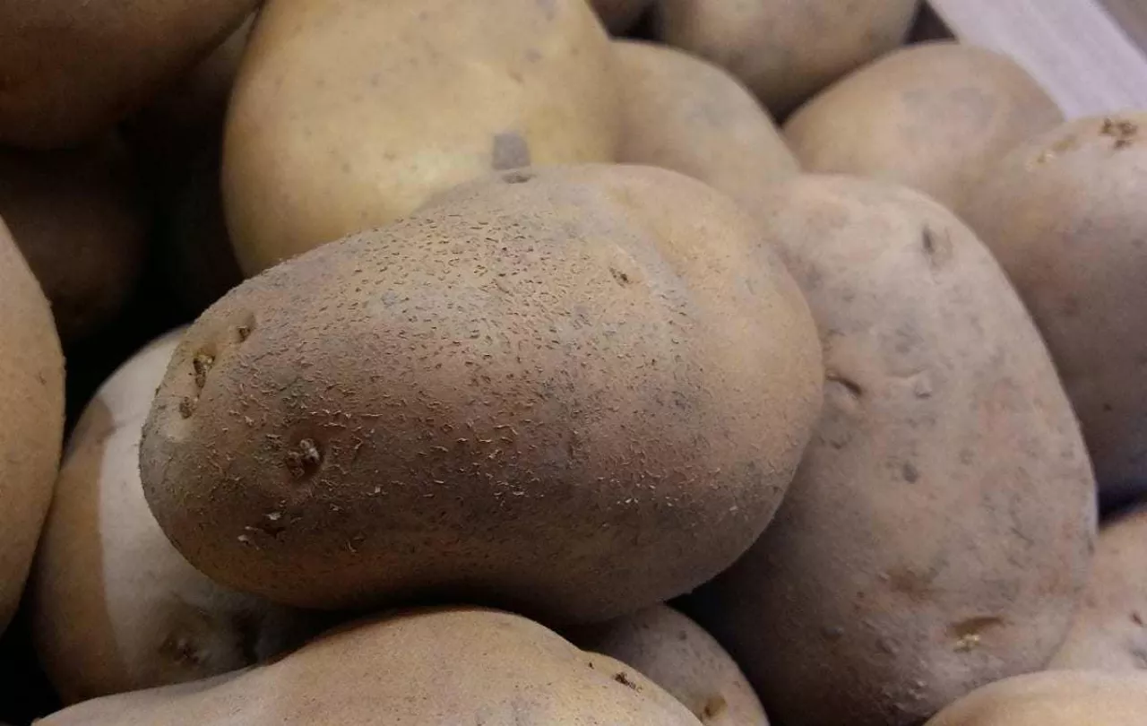 ziemniaki, ceny ziemniaków, plonowanie ziemniaków