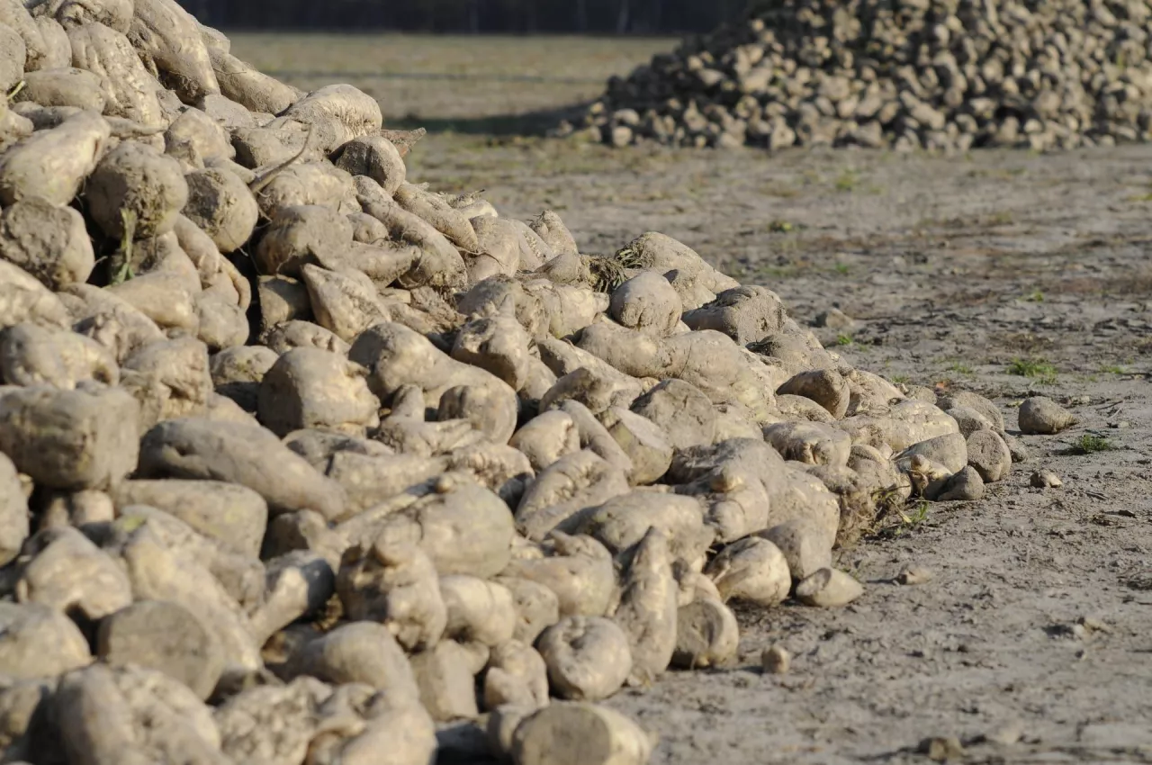 Pryzma buraka cukrowego