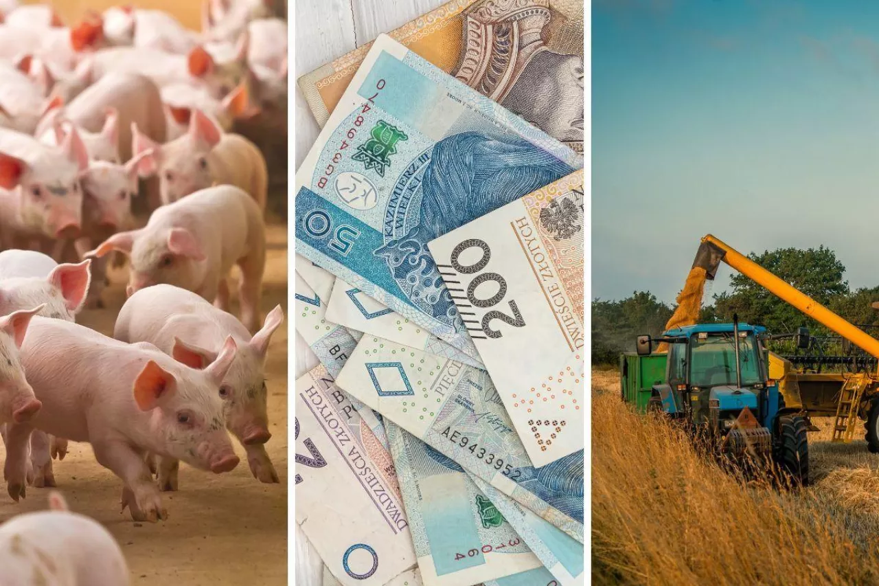 Raport rynkowy z połowy września