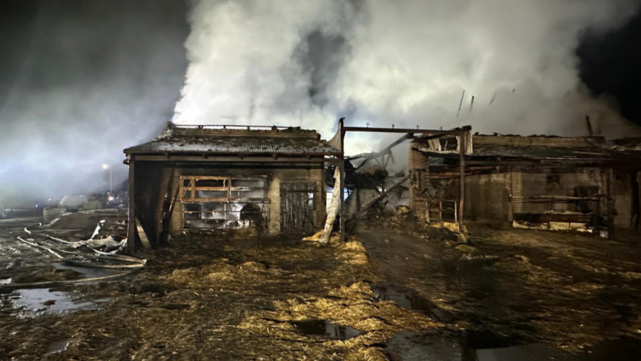 W pożarze życie straciło 20 byków