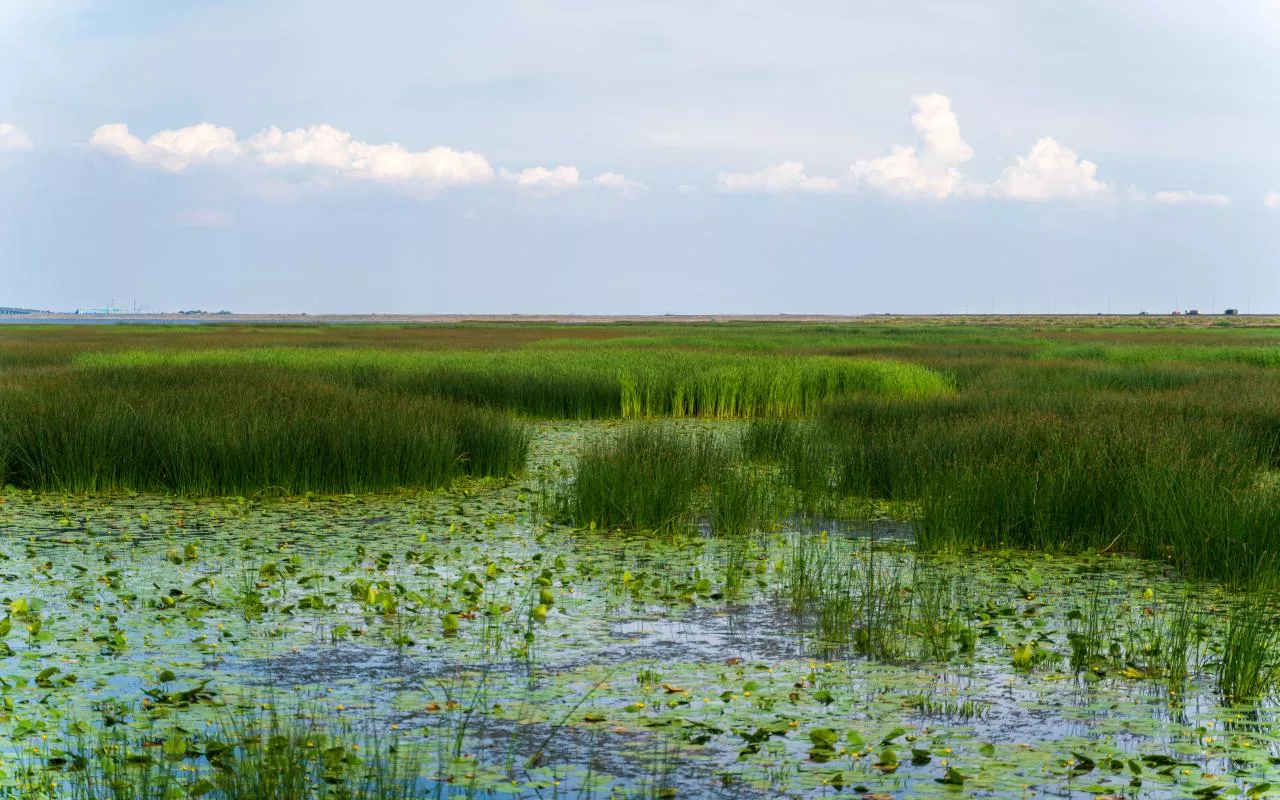 Zalany wodą obszar z roślinnością bagienną – przykład mokradeł, które mogą być odtwarzane w dorzeczach Wisły i Odry zgodnie z rekomendacjami Komisji Europejskiej.
