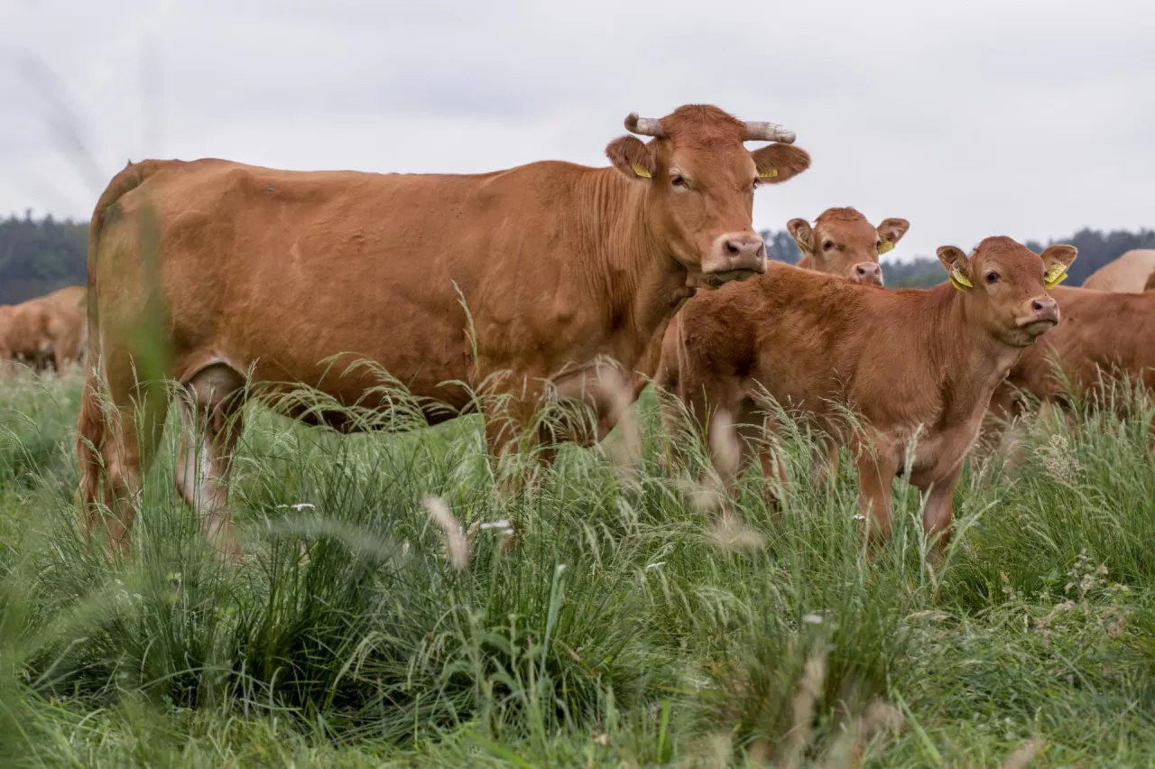 bydło mięsne na pastwisku