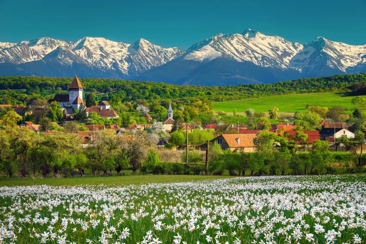 Majestic spring rural landscape with white daffodils field and high snowy mountains in background. Flowery fields with mountains, near Sibiu, Hosman village, Transylvania, Romania, Europe