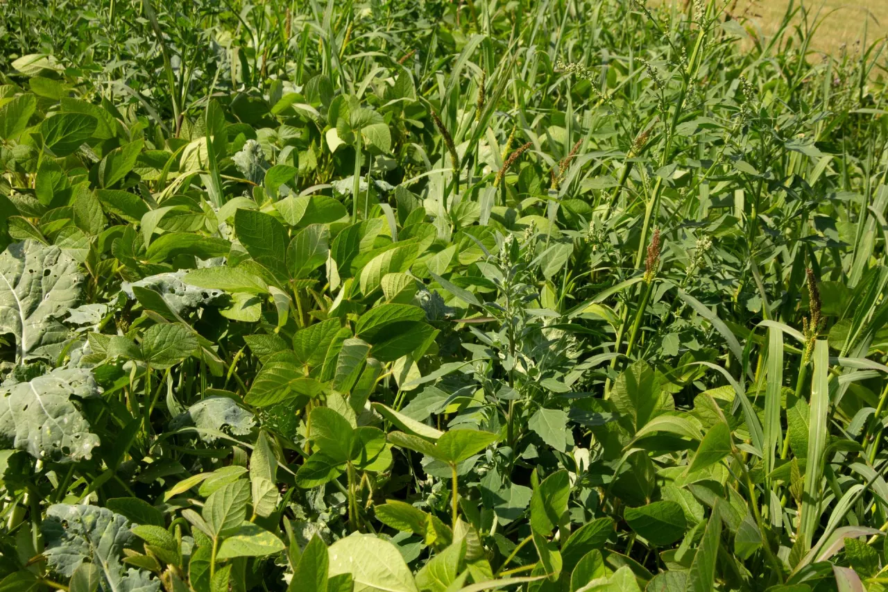 Zachwaszczona soja na tym etapie nie jest możliwa do uratowania. Plon spadnie nawet o połowę. 