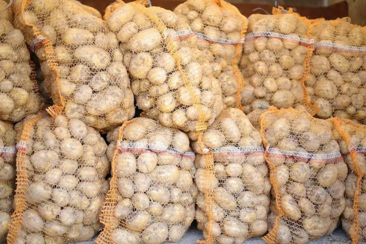 ziemniaki, uprawa ziemniaka, rynek ziemniaków, cena za ziemniaki, nadprodukcja ziemniaka