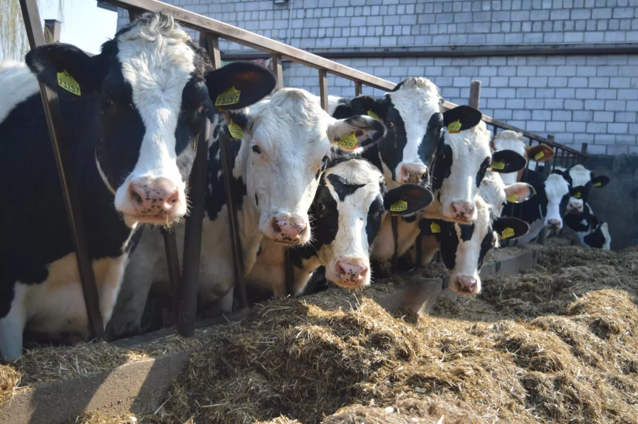 Zważysz krowę telefonem? Skuteczność aż 98%