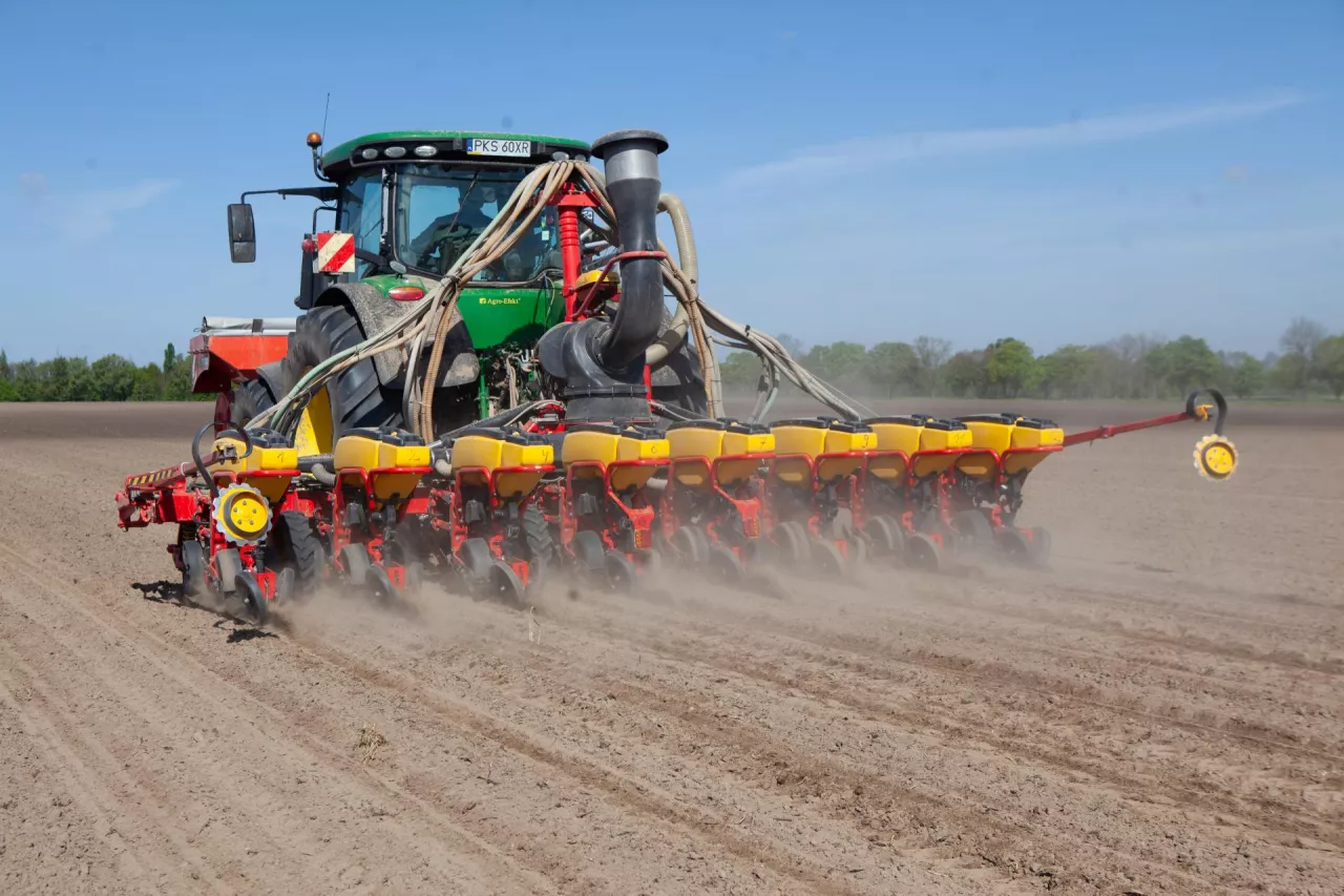 siew kukurydzy ze zmienną normą