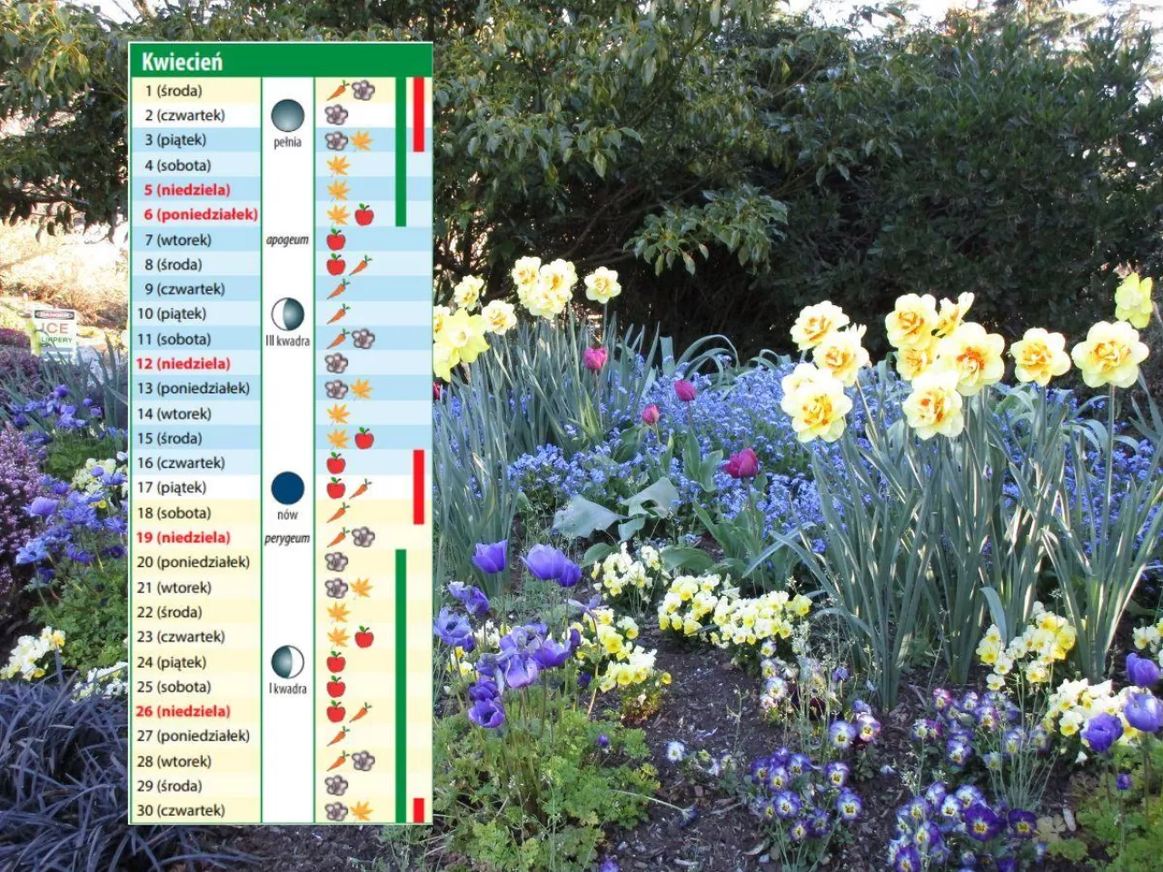 Kalendarz biodynamiczny na kwiecień 2026. Co robić w ogrodzie?