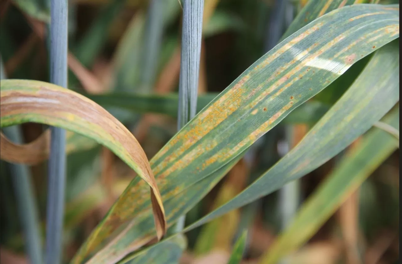 rdza żółta na pszenicy