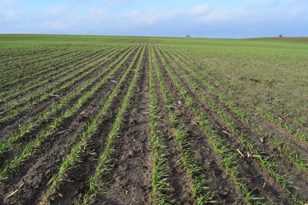 Siew na oko kosztuje plon. Rolnicy wciąż popełniają ten sam błąd